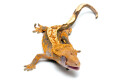 Correlophus ciliatus subadult male